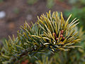 Pinus parviflora Shikoken IMG_1560 Sosna drobnokwiatowa